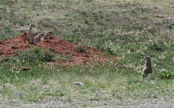 Prairie dogs at Wind Cave N.P.