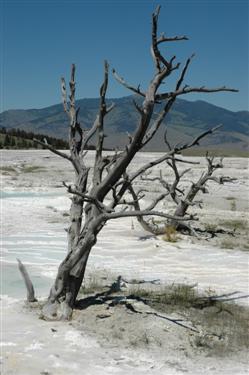 Tree, Upper Terraces, Hot Springs, Yellowstone National Park